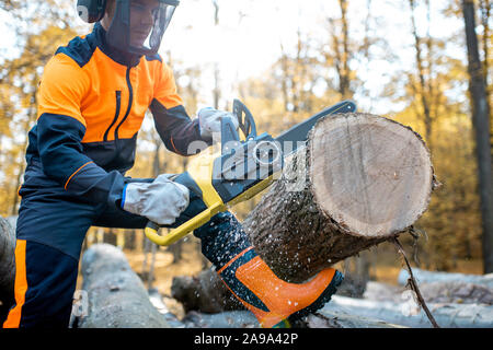 Lumberjack professionale in indumenti da lavoro protettiva lavora con una motosega nel bosco, segare una spessa log in legno Foto Stock