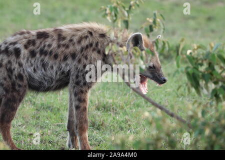 Spotted hyena (crocuta crocuta) nella savana africana. Foto Stock