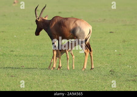 Baby topi e la sua mamma nella savana africana. Foto Stock