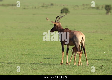 Baby topi e la sua mamma nella savana africana. Foto Stock