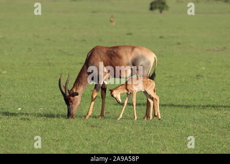 Baby topi e la sua mamma nella savana africana. Foto Stock