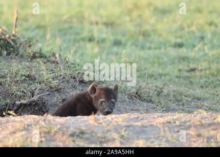 Baby spotted hyena nella savana africana. Foto Stock
