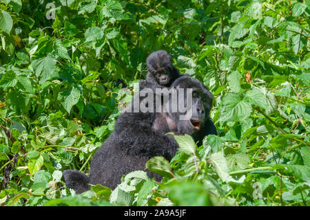 Ritratto di un giovane gorilla di montagna baby sitter sul dorso della madre Foto Stock