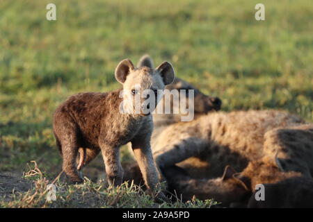 Baby spotted hyena nella savana africana. Foto Stock