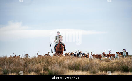 Cani da Caccia di Barlow fuori presto di mattina hound esercizio sul Derbyshire Moorlands vicino al Strines Foto Stock