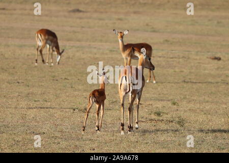 Impala mom e vitello nella savana africana. Foto Stock