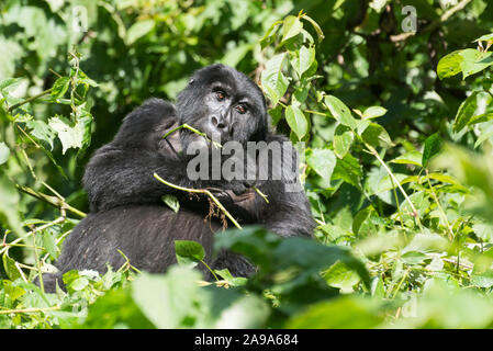 Ritratto di una femmina di gorilla di montagna seduto nel verde del Parco nazionale Vulcani delle Hawaii Foto Stock