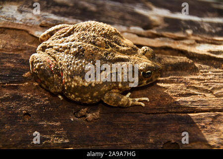 Il rospo Gutteral si trova ovunque vicino a premanent fonte di acqua anche se essi non hibernate in aree più fredde. Essi hanno una posizione molto netta e forte appello Foto Stock
