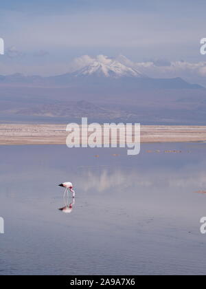 Flamingo singolo con grande riflessione alimentazione in Chaxa laguna di sale nel deserto di Atacama nel Cile Foto Stock