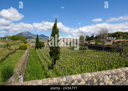 Pompei. L'Italia. Sito archeologico di Pompei. Vista del quartiere meridionale con viti piantate su antica vigna siti, il Vesuvio è in ba Foto Stock