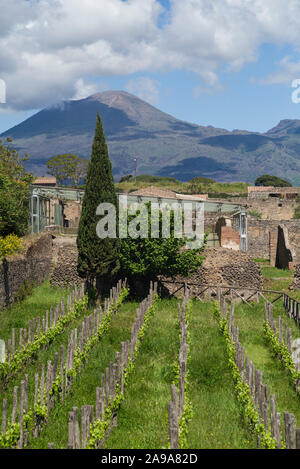 Pompei. L'Italia. Sito archeologico di Pompei. Vista del quartiere meridionale con viti piantate su antica vigna siti, il Vesuvio è in ba Foto Stock