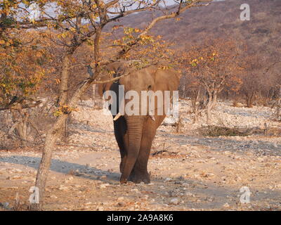 Bull elefante a Ongava in Namibia a camminare verso la telecamera Foto Stock