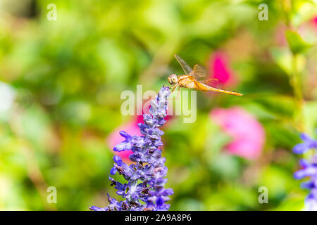 Una libellula marrone si appollaia sulla sommità del blue sage salvia fiori nel parco di Shenzhen, Cina. Foto Stock