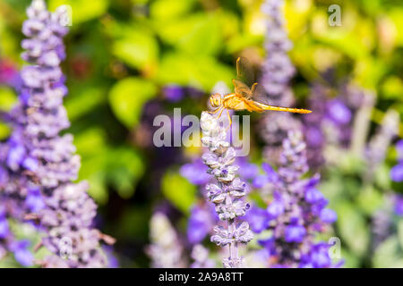 Una libellula marrone si appollaia sulla sommità del blue sage salvia fiori nel parco di Shenzhen, Cina. Foto Stock