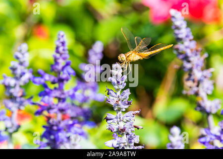 Una libellula marrone si appollaia sulla sommità del blue sage salvia fiori nel parco di Shenzhen, Cina. Foto Stock