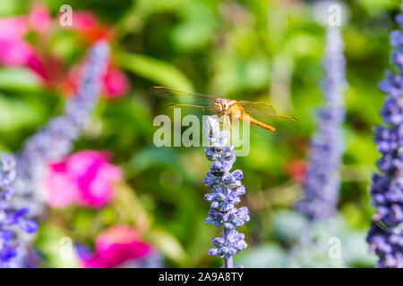 Una libellula marrone si appollaia sulla sommità del blue sage salvia fiori nel parco di Shenzhen, Cina. Foto Stock