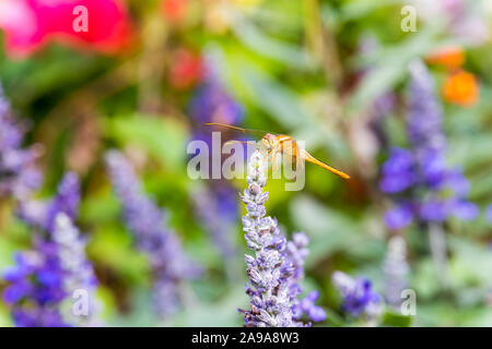 Una libellula marrone si appollaia sulla sommità del blue sage salvia fiori nel parco di Shenzhen, Cina. Foto Stock