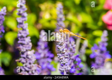 Una libellula marrone si appollaia sulla sommità del blue sage salvia fiori nel parco di Shenzhen, Cina. Foto Stock