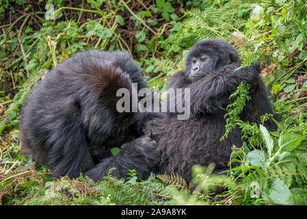 Due giocando i gorilla di montagna nel Parco nazionale Vulcani delle Hawaii Foto Stock