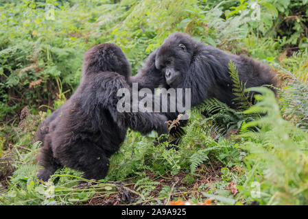 Due giocando i gorilla di montagna nel Parco nazionale Vulcani delle Hawaii Foto Stock