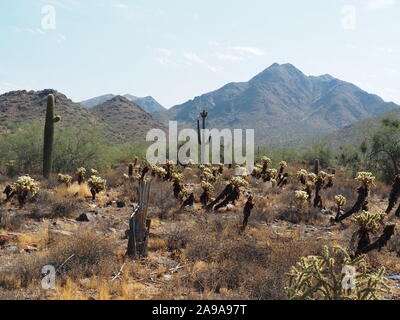 Deserto Sonoran paesaggio con Saguaro e Teddy Bear Cholla nonché vecchio caduto Saguaro 'skeleton' in primo piano - McDowell montagne bacdrop Foto Stock