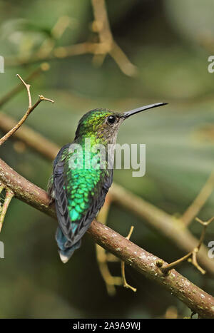 Verde-incoronato Woodnymph (Thalurania fannyi verticeps) femmina adulta appollaiato sul ramo Sachatamia Lodge, Mindo, Ecuador Febbraio Foto Stock