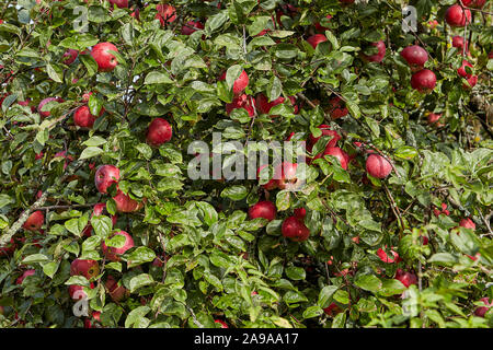 Un albero di mele con tante fresche e mature mele rosse appese sui rami. Il raccolto frutti maturi su un agricolo frutticolo. Foto Stock