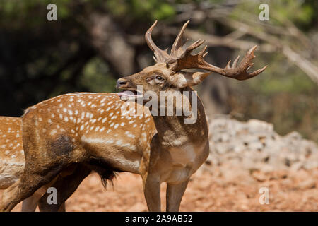 Mesopotamiche maschio daini (Dama mesopotamica) AKA persiano di daini, flaming durante il corteggiamento. Fotografato in Israele Carmelo Bosco in agosto Foto Stock