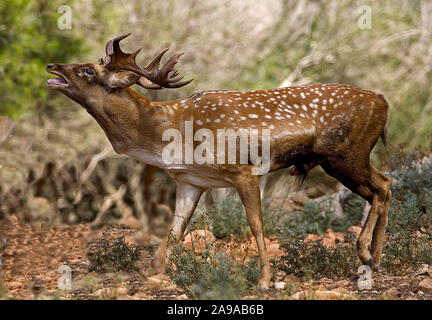 Mesopotamiche maschio daini (Dama mesopotamica) AKA persiano di daini, flaming durante il corteggiamento. Fotografato in Israele Carmelo Bosco in agosto Foto Stock