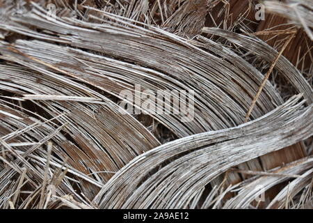 Isolato macro astratto di fibre sul palm tree Foto Stock