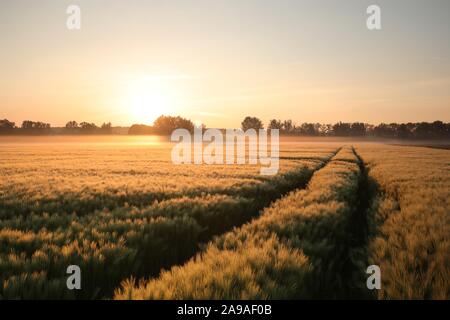 Sunrise over a field of wheat. Rural landscape at dawn. Foto Stock