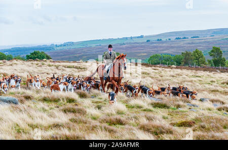 Cani da Caccia di Barlow fuori presto di mattina hound esercizio sul Derbyshire Moorlands vicino al Strines Foto Stock