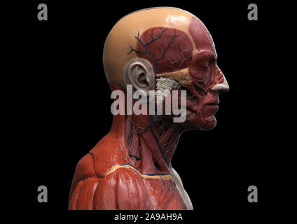 Corpo Umano anatomia - anatomia muscolare del viso collo e al torace , medico di riferimento di immagine di anatomia umana in 3D rendering realistico sfondo Foto Stock