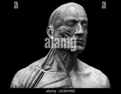 Corpo Umano anatomia - anatomia muscolare del viso collo e al torace , medico di riferimento di immagine di anatomia umana in 3D rendering realistico sfondo Foto Stock