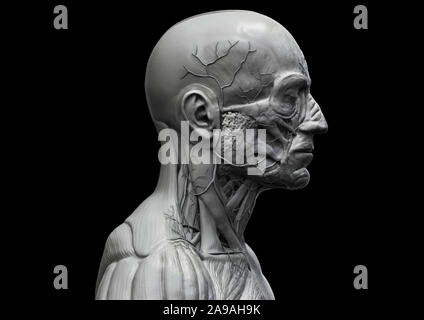 Corpo Umano anatomia - anatomia muscolare del viso collo e al torace , medico di riferimento di immagine di anatomia umana in 3D rendering realistico sfondo Foto Stock