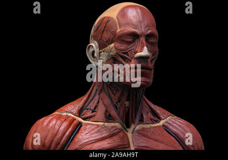 Corpo Umano anatomia - anatomia muscolare del viso collo e al torace , medico di riferimento di immagine di anatomia umana in 3D rendering realistico sfondo Foto Stock