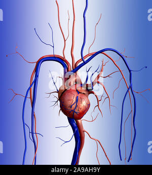 Il cuore umano, cuore umano anatomia, arteria, arteria mostrato con una sezione tagliata, di alta qualità di rendering originale con texture e illuminazione globale Foto Stock