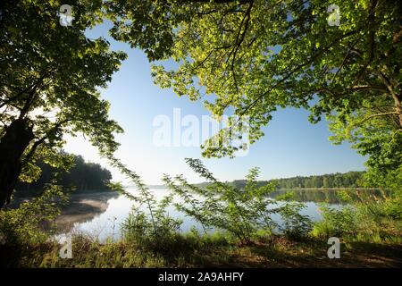 Alberi di quercia sul bordo di un lago in una mattina di primavera. Paesaggio rurale all'alba. Foto Stock