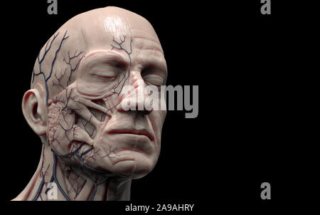 Corpo Umano anatomia della testa- anatomia muscolare della testa di un uomo -3d render Foto Stock