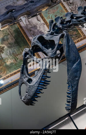 Lo scheletro di un Allosaurus fragilis. Allosaurs erano grandi carnivori di rettili che visse durante il tardo giurassico (155 a 145 milioni di anni fa Foto Stock