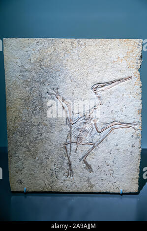 Ben conservato fossile di un Pterodactylus kochi. Pterosaurs sono rettili volanti che esisteva al tempo stesso come i dinosauri. Questo è un pterodact Foto Stock