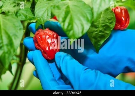 Habanero impianto dotato di fresco, mature habanero peperoni, pronto per il prelievo. Foto Stock