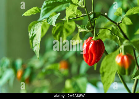 Habanero impianto dotato di fresco, mature habanero peperoni, pronto per il prelievo. Foto Stock