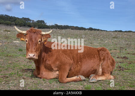 Una mucca nel prato di mangiare con vetro blu cielo Foto Stock