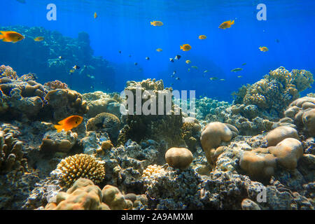 Tropicali colorati pesci d'oro nell'oceano vicino alla barriera corallina. Rosso di acqua salata Anthias pesci nel mare rosso. Foto Stock