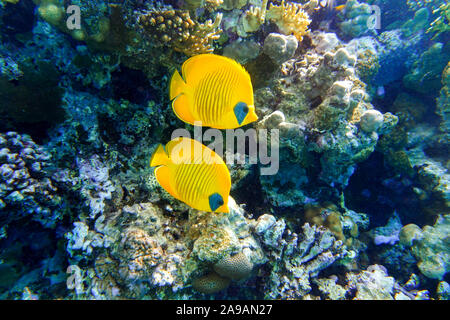 Butterflyfish mascherato (Chaetodon semilarvatus) nell'oceano vicino alla barriera corallina. Colorati pesci tropicali e nero con strisce gialle in Mar Rosso. Foto Stock