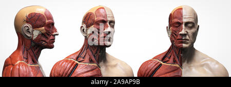 Il corpo umano i muscoli anatomia struttura di un maschio, vista frontale e vista laterale prospettica , 3d rendering sullo sfondo Foto Stock