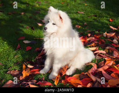 Samoiedo cucciolo sul prato in autunno Foto Stock