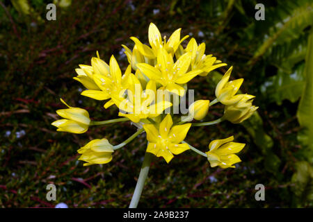 Allium moly (giallo aglio) si viene a trovare in tutta l'Europa continentale e in Algeria e Marocco e ora comunemente utilizzato nei giardini. Foto Stock