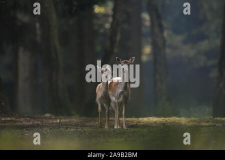 Daini ( Dama Dama ), femmina con capretta, in piedi in una radura autunnali boschi colorati, l'Europa. Foto Stock